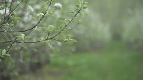 Rack Focus Apple Blossoms Vídeo Stock 24093050
