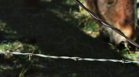 Rack focus from Barbed Wire to Horse Eating Grass Stock Footage 10952885