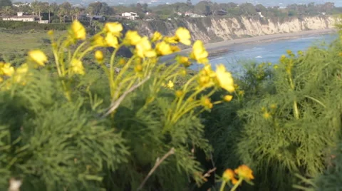 Rack Focus from Beach to Flowers Video stock 46667612