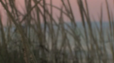 Rack focus on beach grass Stock Footage 7762784