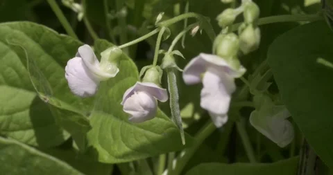 A rack focus of bean flowers in the garden sunshine Video stock 151516872