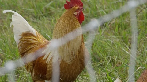 Rack focus of beautiful chicken Stock Footage 198068688