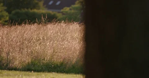 Rack focus beautiful field Stock Footage 77137167