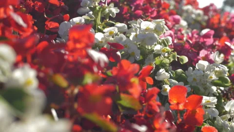 Rack Focus Of Beautiful Flowers Moved By The Wind In Slow Motion. Red, White and Video stock 97399765