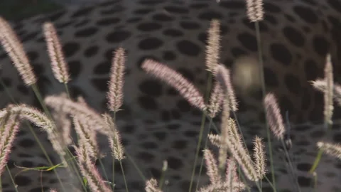 Rack focus of beautifully lit grass with a cheetah in the background Stock Footage 261031522