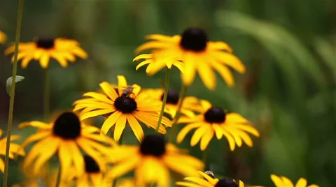 Rack Focus Bee Video stock 57733449