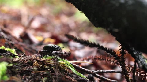 Rack focus from Beetle to trampers boots. Stock Footage 50014412