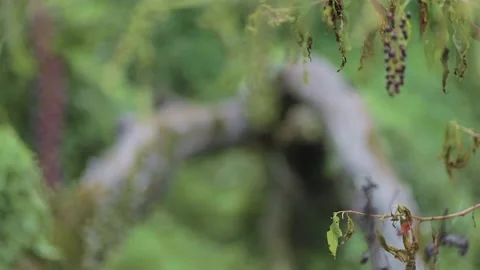 Rack Focus from Berries on Branch to Moss Covered Log in Woods Stock Footage 139930894