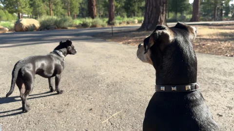 Rack Focus Between 2 Small Dogs Stock Footage 245839944