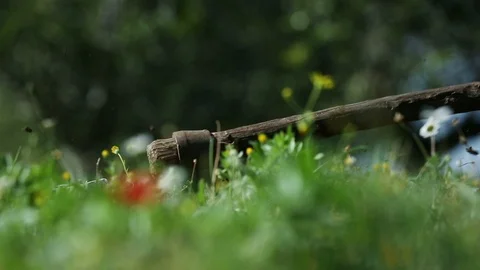 Rack focus between farmer works with garden fork and anemone red flower Stock Footage 107863739