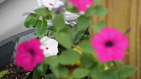 RACK FOCUS BETWEEN FLOWERS IN A GARDEN PLANTER Vidéo 132455140
