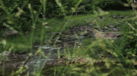 Rack Focus Between Grass and Creek Video stock 41686471