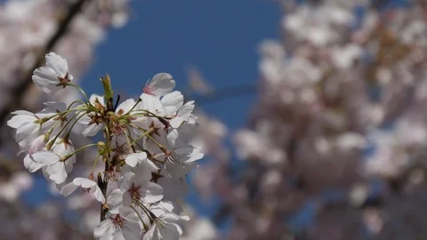 Rack focus between pink cherry blossoms 4K 動画素材 128322852