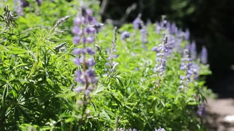 Rack Focus Between Purple Wildflowers in Summer Meadow Stock Footage 341347199