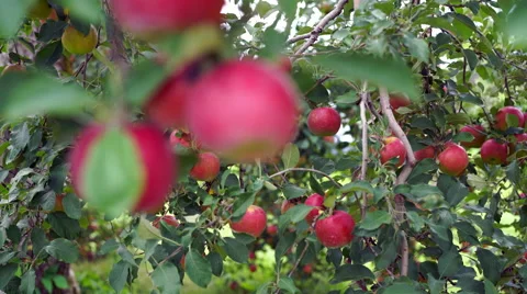 Rack Focus between Red Apples hanging on Tree in Orchard Stock Footage 67883834