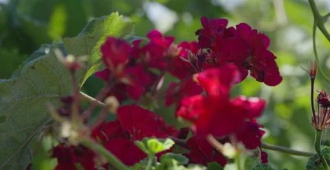 Rack focus between red geraniums to new blossoms in process of blooming 스톡 동영상 202262262