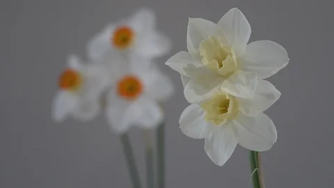 Rack focus between two clusters of daffodils Stock Footage 128322940