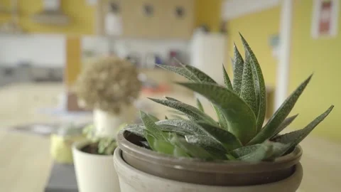 Rack focus between two house plants on a desk Stock Footage 203918119