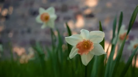 Rack focus between two white daffodil flowers in spring park Stock Footage 335403730