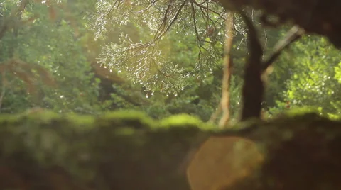 Rack Focus Between Wet Cedar Trees and Moss On A Limb Stock Footage 41645630