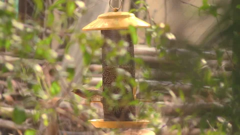 Rack focus to a bird feeder surrounded by leaves. Stock Footage 303460492