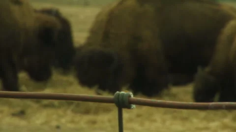 Rack focus onto bison Stock-Footage 998024