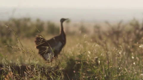 Rack focus of a black-bellied bustard standing between grass. Stock Footage 261027983