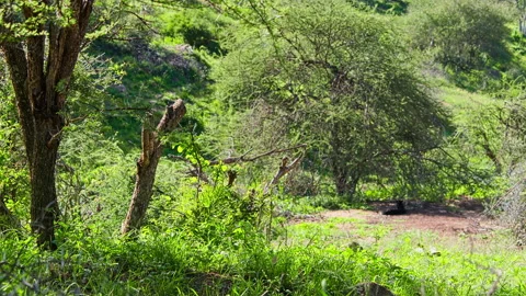 Rack focus of black leopard camouflaged under shade Stock Footage 256905137