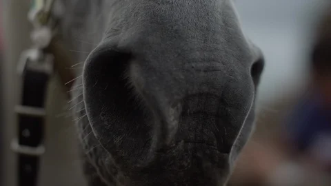 Rack focus of the black snout of a white horse 스톡 동영상 107230071