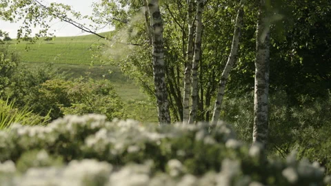 Rack focus from a blooming bush to birch trees in a natural garden Stock Footage 258402959