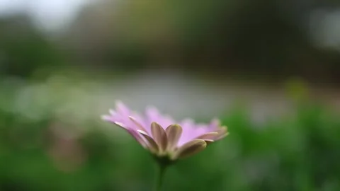 Rack focus from a blooming pink daisy to a new bud 動画素材 336307437