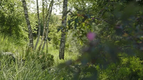 Rack focus from blossom to birch trees in a natural garden Video stock 258402816