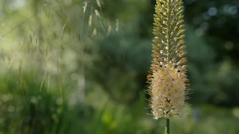 Rack focus from blossom to birch trees in a beautiful garden Video stock 258403254