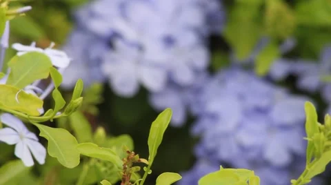 Rack focus blue flowers Stock-Footage 40050669