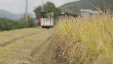 Rack Focus from Blurred View to Rice Ears with Combine Harvester Stock-Footage 348027794
