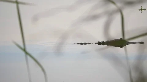 Rack Focus From Branch to Alligator in Lake, 4K Stock Footage 71749889