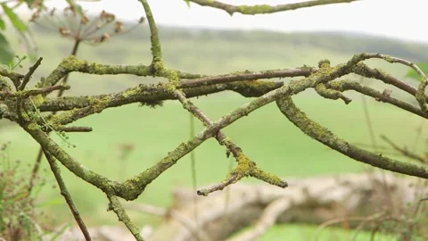 Rack focus from branch to fields Vidéo 143735254