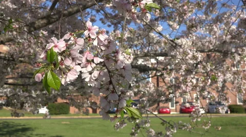 Rack Focus Branches Of A Cherry Blossom Tree Stock Footage 48904996