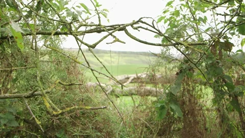 Rack focus from branches to fields Vidéo 143735316