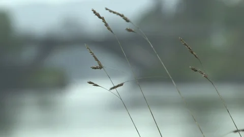 Rack focus on Bridge 스톡 동영상 91999765