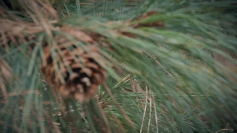 Rack Focus of Bright Green Pine Tree and Pine Cone Stock Footage 90870173