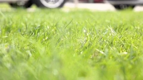 Rack Focus bug Stock Footage 105182408