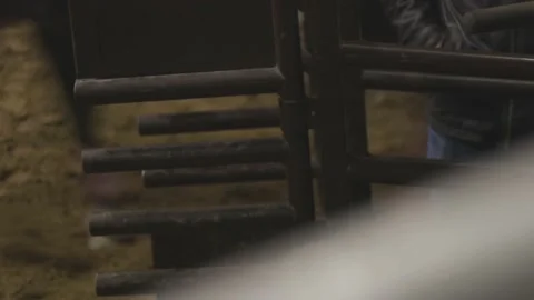 Rack focus of bull leaving roping chute Stock Footage 199321423