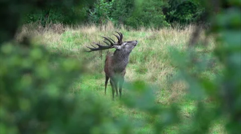 Rack focus from bushes to trophy Red Stag. Stock Footage 50041586