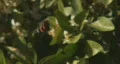 Rack focus on butterfly. HD Footage