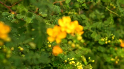 Rack Focus to Cassia Flower Video stock 549909