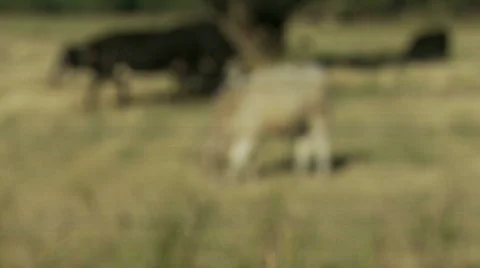 Rack focus, cattle graze in field Stock Footage 874989