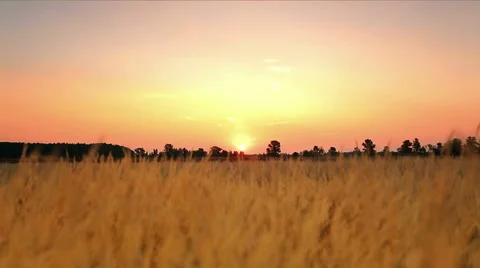 RACK FOCUS: The cereal (wheat) field by sunset background Stock-Footage 41794243