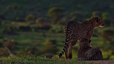 Rack focus of cheetah resting next to another cheetah before it walks away Stock Footage 252383917