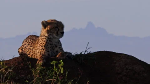 Rack focus of a cheetah sitting on termite mound with Mt. Kenya view Video stock 256924260